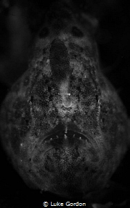A tiny juvenile Giant Frogfish plays model by Luke Gordon 